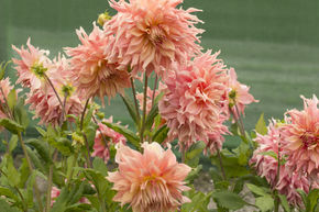 Dahlia 'Penhill Watermelon' (lot de 2)