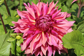 Dahlia 'Penhill Dark Monarch' (lot de 2)