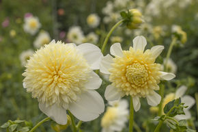Dahlia 'Platinum Blonde' (lot de 2)