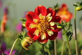 Dahlia 'Pooh' (lot de 2)
