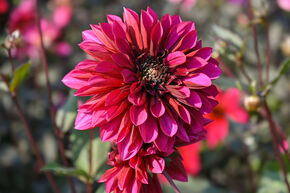 Dahlia 'Purple Haze' (lot de 2)
