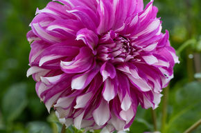 Dahlia 'Radegast' (lot de 2)