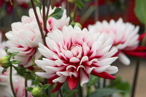 Dahlia 'Rebecca's World' (lot de 2)