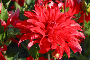 Dahlia 'Red Labyrinth' (lot de 2)
