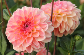 Dahlia 'Sebastian' (lot de 2)