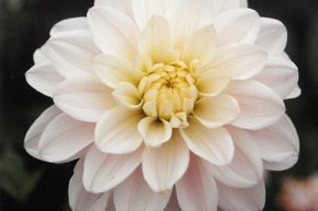 Dahlia 'Silver Years' (lot de 2)