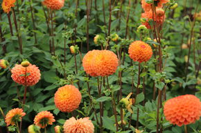 Dahlia 'Souvenir d'�t�' (lot de 2)
