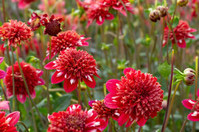 Dahlia 'Speech' (lot de 2)