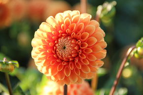 Dahlia 'Sylvia' (lot de 2)
