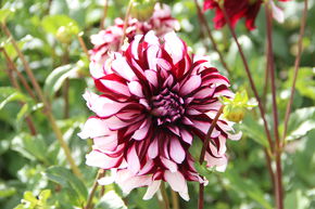Dahlia 'Tartan' (lot de 2)