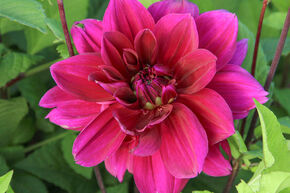 Dahlia 'Thomas A. Edison' (lot de 2)
