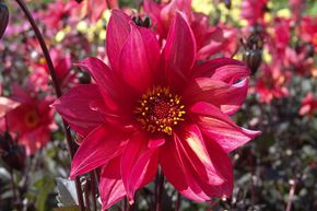 Dahlia 'Waltzing Mathilda' (lot de 2)