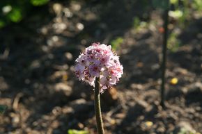 Darm�ria, Peltiphyllum