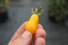 Tomate, tomate Heirloom 'Dattelwein'