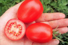 Tomate Sauvage De Berao BIO