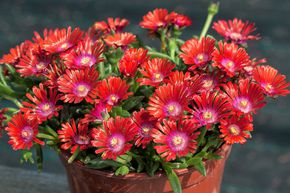 Pourpier vivace 'Sundella Red'