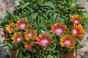 Pourpier vivace 'Sundella Orange'