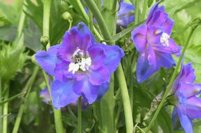 Dauphinelle �lev�e, Pied d'alouette 'Jubelruf'