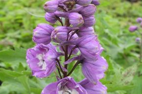 Pied d'Alouette vivace 'Astolat'