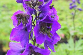 Pied d'Alouette vivace 'Black Knight'