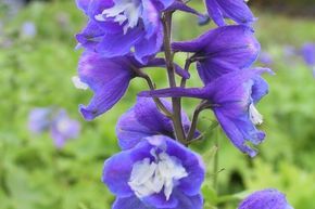 Pied d'Alouette vivace 'Blue Bird'