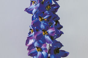 Pied d'alouette 'Waldenburg'