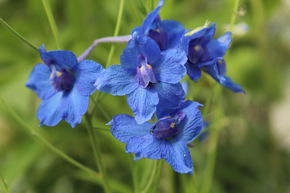 Pied d'alouette nain 'Blauer Zwerg'
