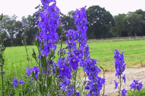 Pied d'Alouette belladone 'Atlantis'