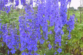 Pied d'alouette 'Piccolo'