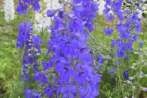 Pied d'alouette 'V�lkerfrieden'