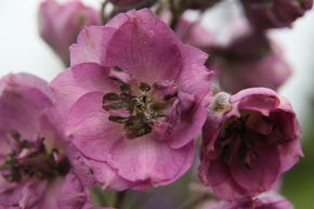 Dauphinelle �lev�e, Pied d'alouette, 'Dusky Maidens'