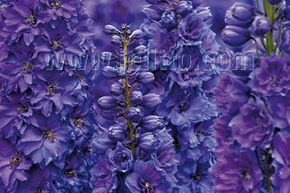Pied d'alouette F1 'Pagan Purples'
