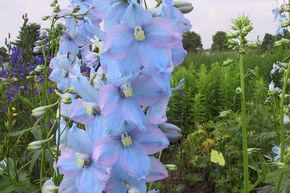 Pied d'alouette 'Augenweide'