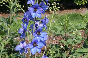 Pied d'alouette 'Blaustrahl'