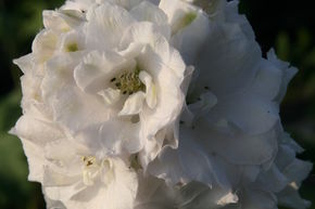 Pied d'alouette F1 hybride 'Double Innocence'