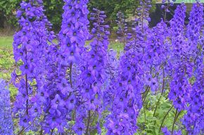 Pied d'alouette 'Finsteraarhorn'