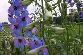 Pied d'alouette 'Ouvert�re'