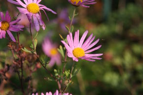 Marguerite d'automne 'Clara Curtis'