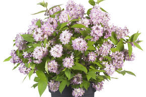 Deutzie 'Raspberry Sundae'