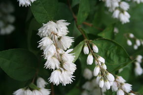 Deutzie 'Plena'
