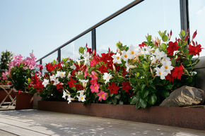 Promotion - lot de 6 Dipladenia avec 30% de r�duction