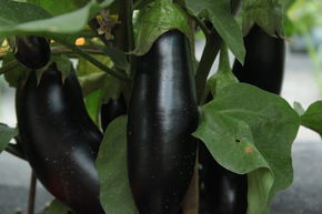 Aubergine 'Diamond'