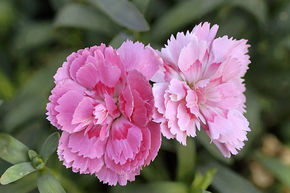 �illet rose (lot de 8)