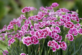 �illet 'Pink Kisses�' (lot de 8)