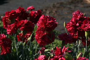 Oeillet plumeux 'Heidi'