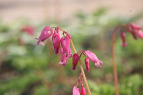 Coeur de Marie de Formose 'Luxuriant'