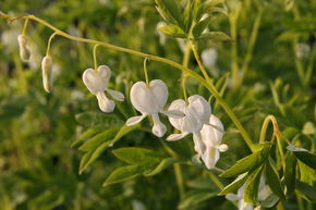 C&oelig;ur de Marie 'Alba'