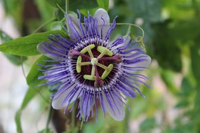 La passiflore bleue