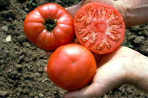 Tomate charnue Capseya (en forme de poivron) BIO
