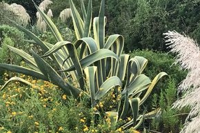 Agave panach�